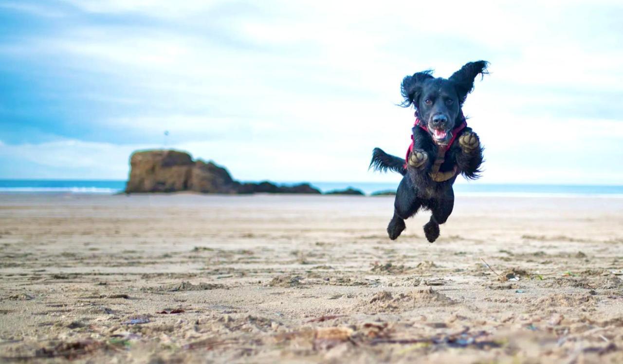 Idyllic Cornish Cottage, Superking Bed, Private Garden Dogs Welcome Truro Extérieur photo